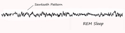 REM Sleep Brain Waves