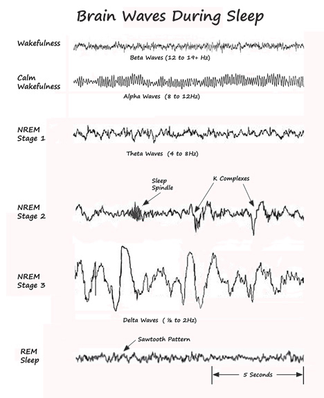 How Sleep Works - Page 1 - Sleep Satisfaction