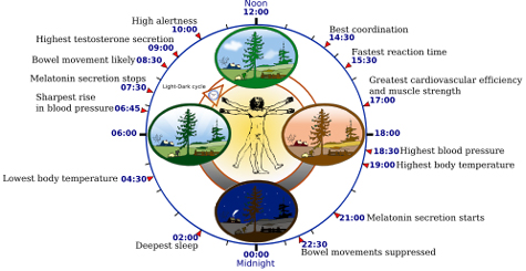 Circadian Rhythm